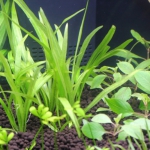 植栽から1日目　チェーンアマゾン